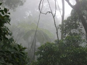 colombia-bosque-de-niebla-animales-biodiversidad-6-683x512
